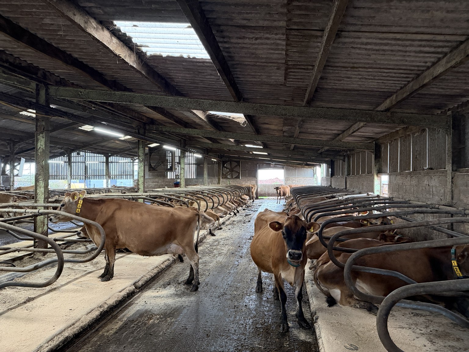 Jersey cows in the barn, with beds and ventilation fans