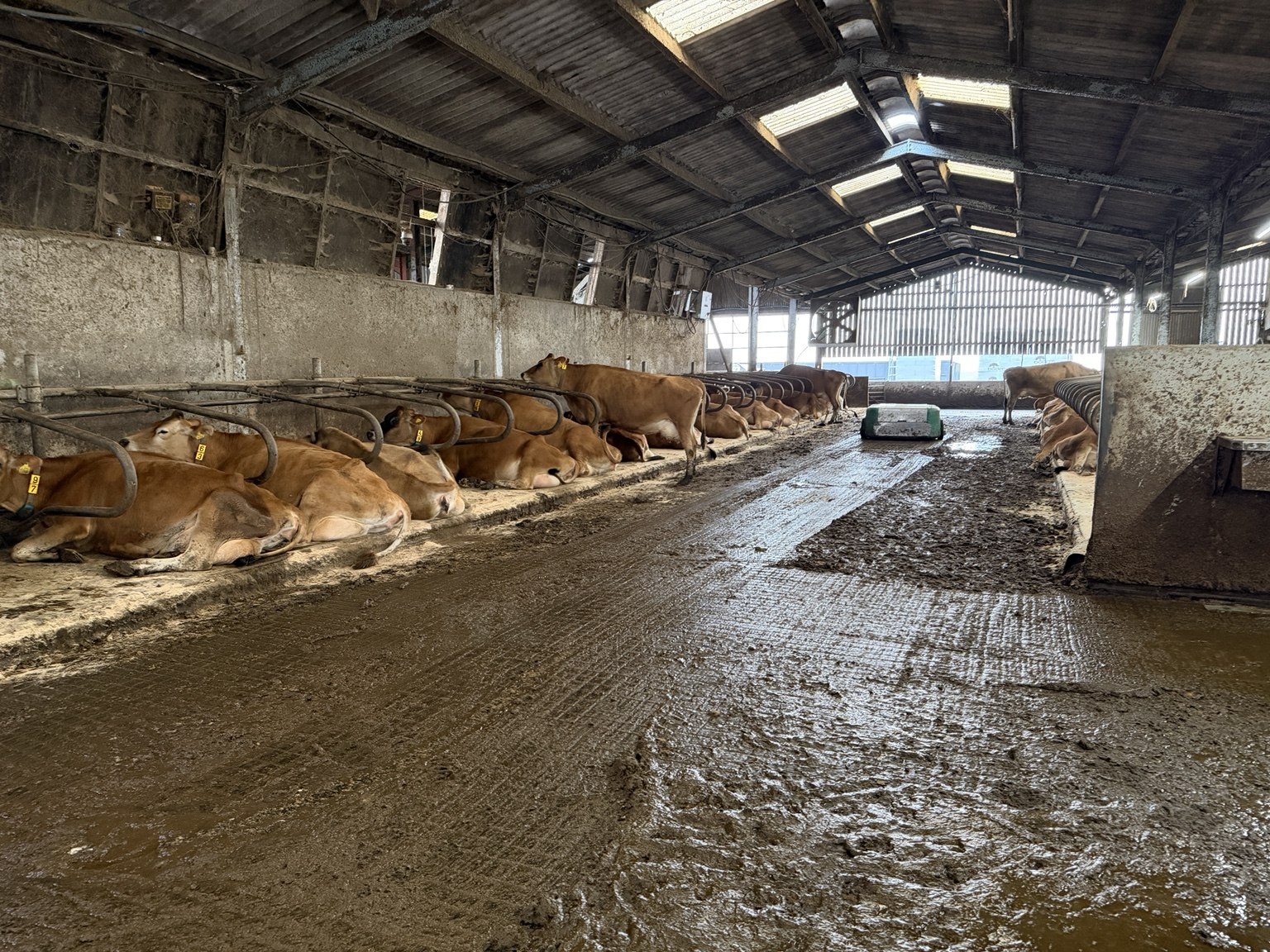 The JOZ Barn-E cleaning the passage beside resting cows