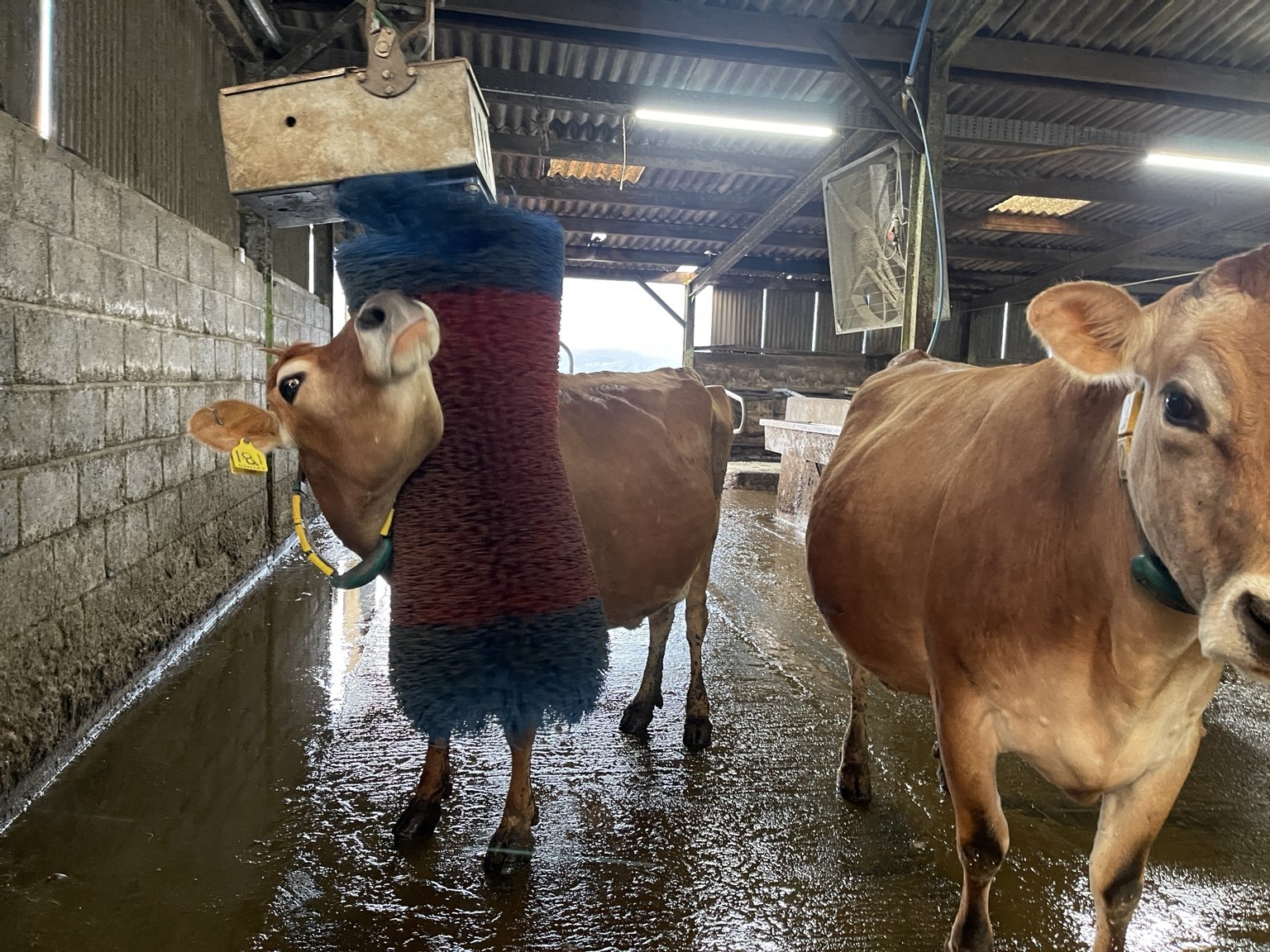 A Jersey cow tilting her head against the rotating grooming brush