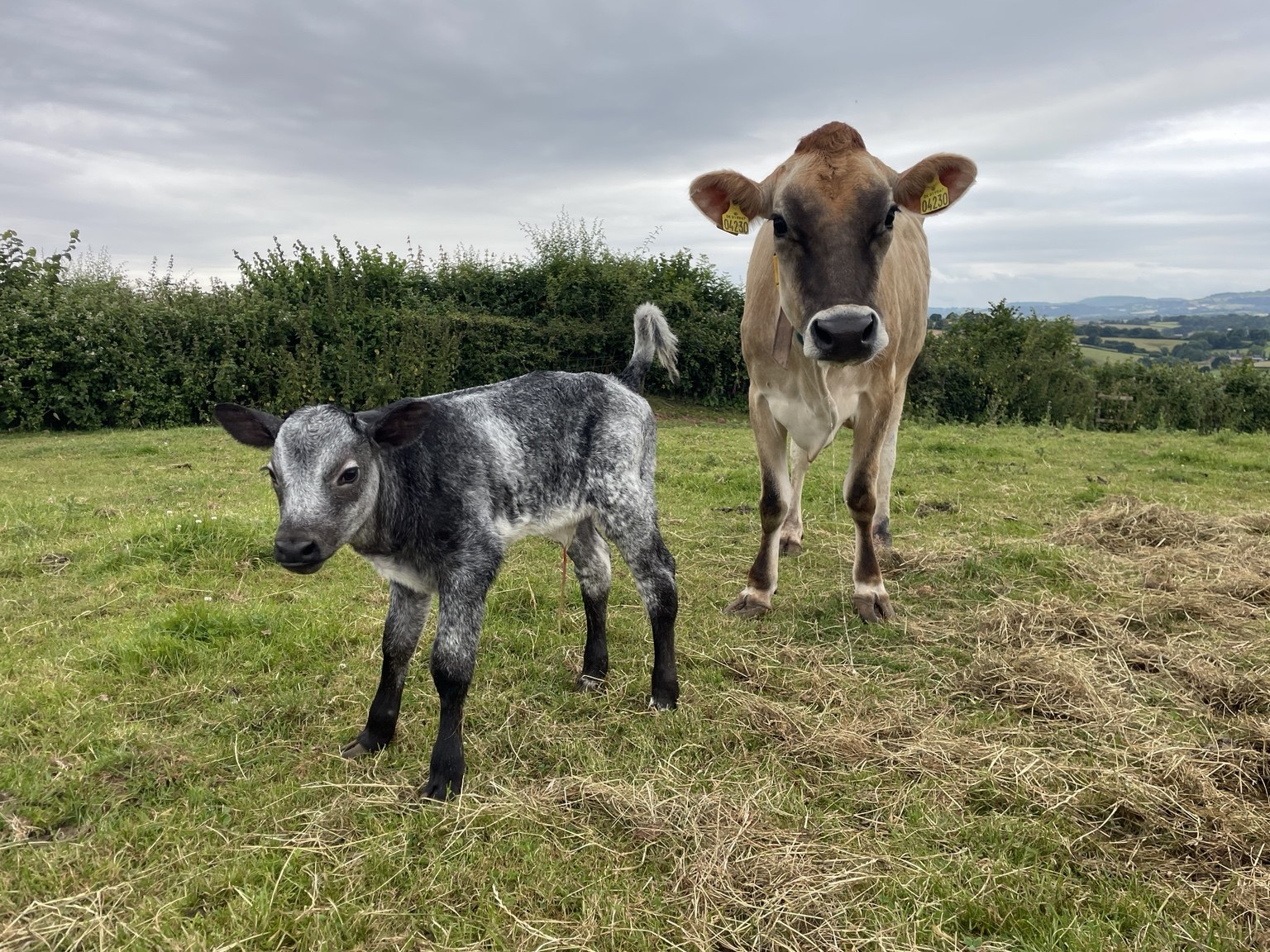 A young calf standing on grass with a cow behind