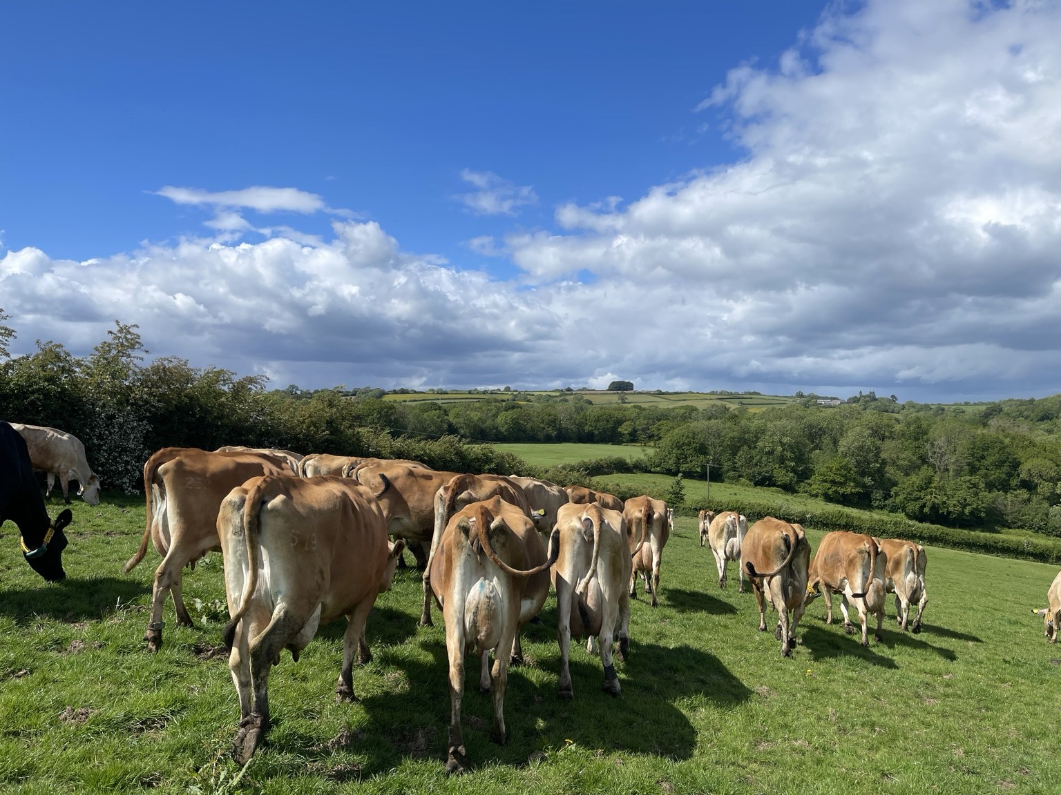 Our Jersey herd outdoors on grass overlooking the South Wales countryside